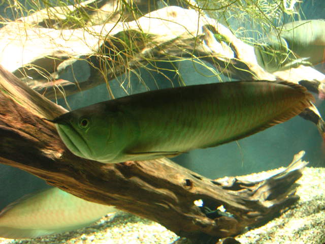 Arowana at Warsaw Zoo