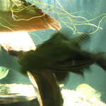 Large Scummy at Warsaw Zoo