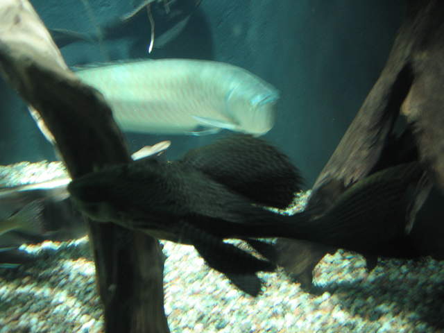 Large Scummy at Warsaw Zoo