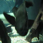 Large Scummy at Warsaw Zoo