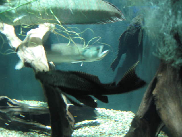 Large Scummy at Warsaw Zoo