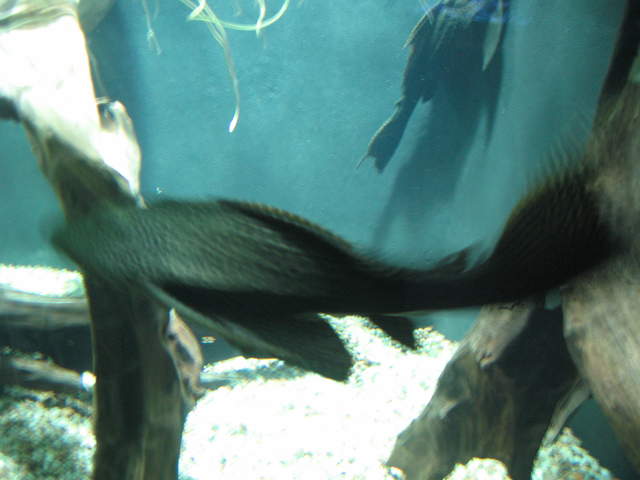 Large Scummy at Warsaw Zoo