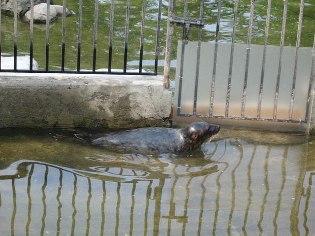 Sealion at Warsaw Zoo