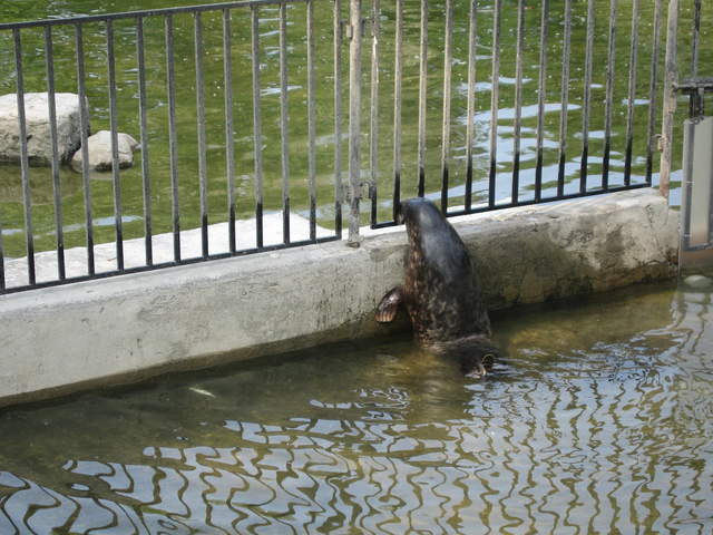 Sealion at Warsaw Zoo