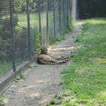 Cheetah at Warsaw Zoo