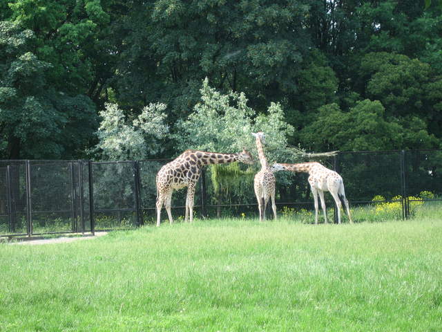 Giraffes at Warsaw Zoo