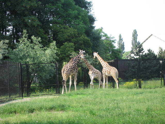 Giraffes at Warsaw Zoo