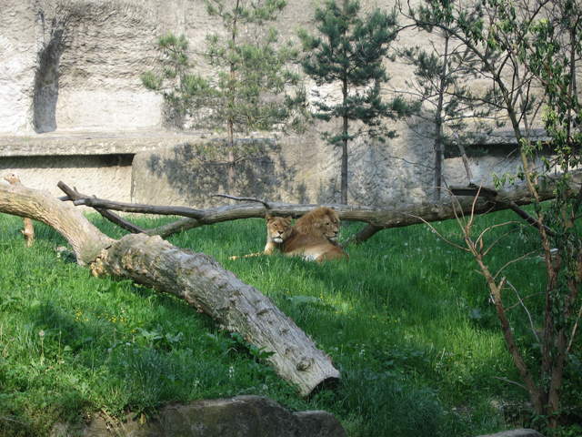 Lions at Warsaw Zoo