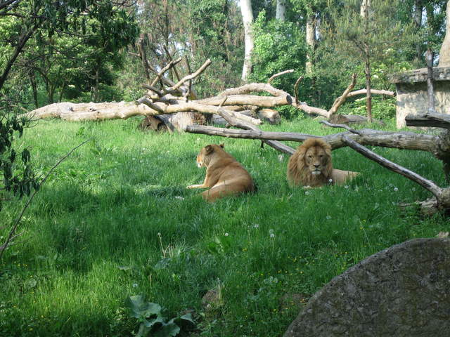 Lions at Warsaw Zoo