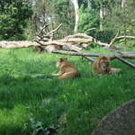 Lions at Warsaw Zoo