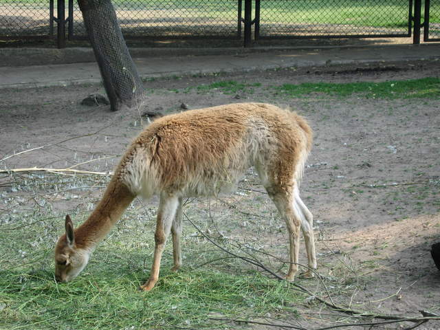 Alpaca at Warsaw Zoo