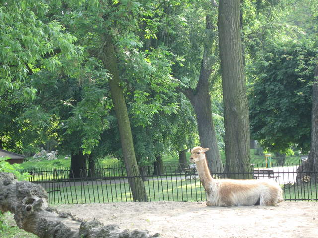 Alpaca at Warsaw Zoo