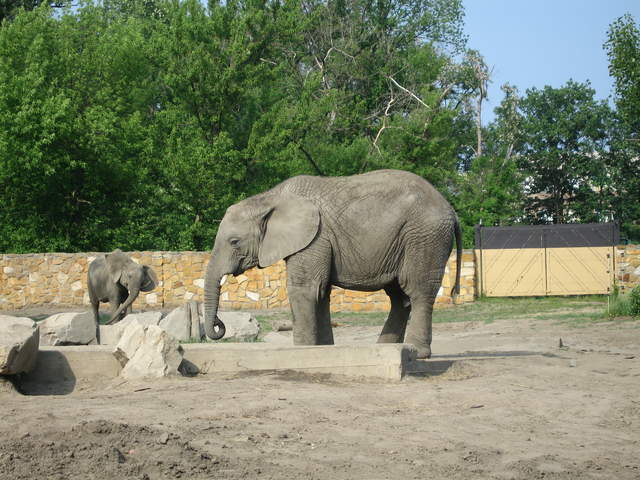 Elephant at Warsaw Zoo