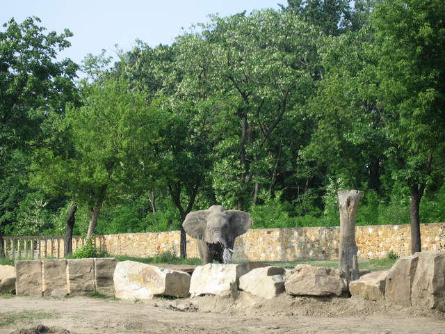 Elephant at Warsaw Zoo