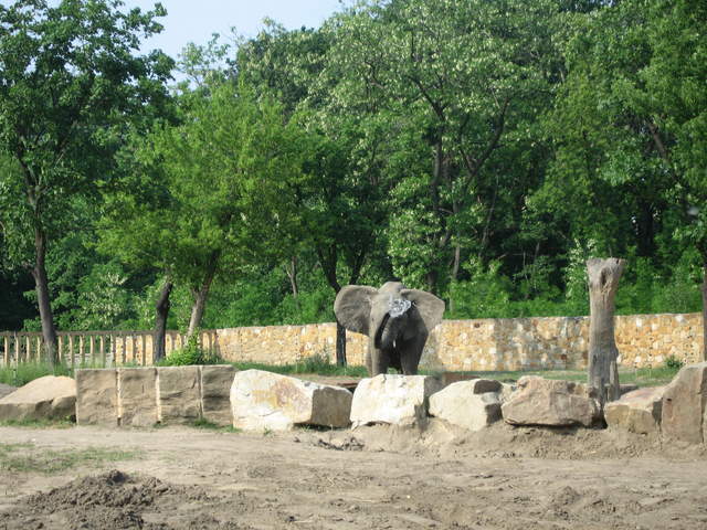 Elephant at Warsaw Zoo
