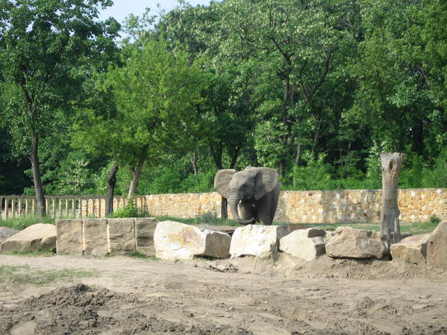 Elephant at Warsaw Zoo