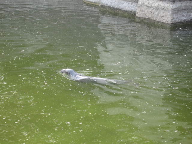 Sealion at Warsaw Zoo