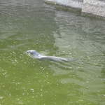 Sealion at Warsaw Zoo