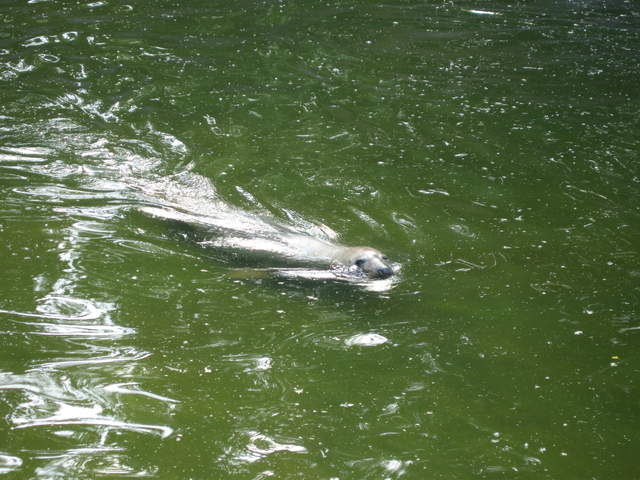 Sealion at Warsaw Zoo