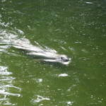 Sealion at Warsaw Zoo