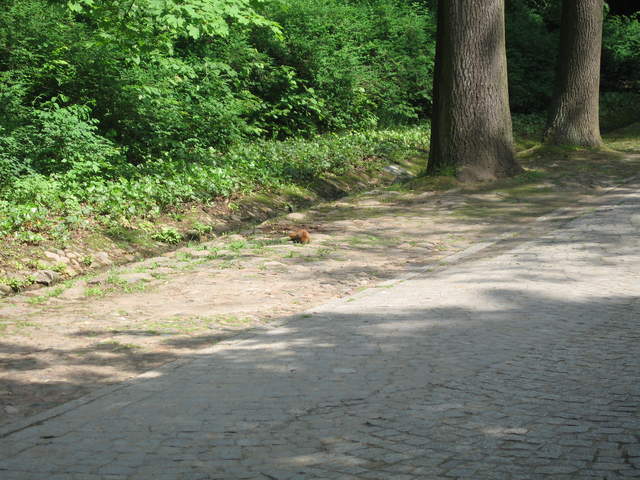 Red Squirrel