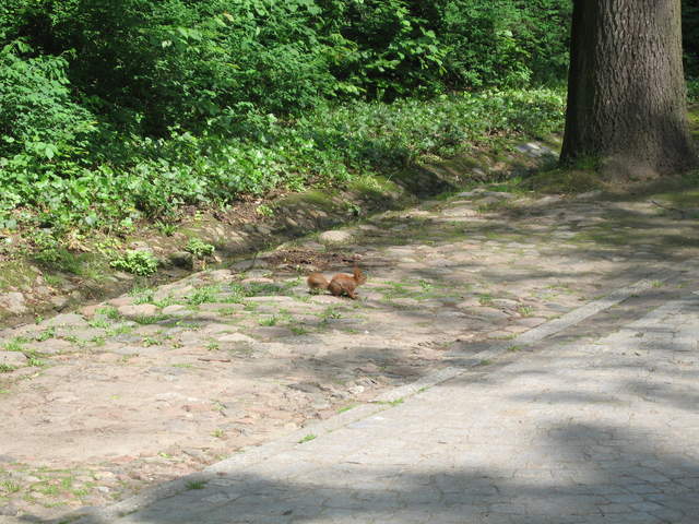 Red Squirrel