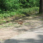 Red Squirrel