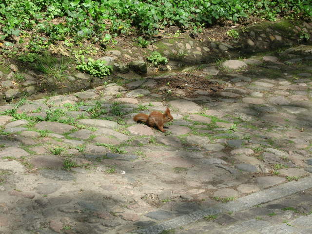Red Squirrel