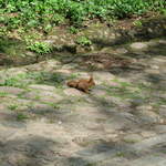 Red Squirrel