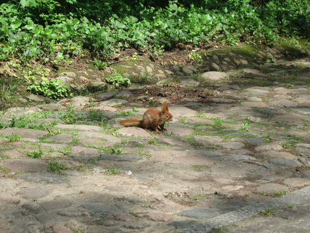 Red Squirrel