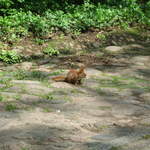 Red Squirrel