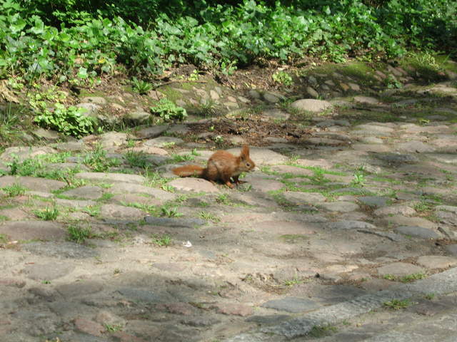 Red Squirrel