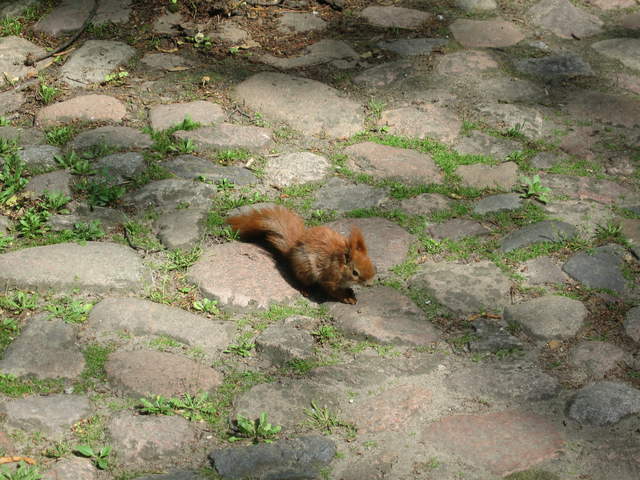 Red Squirrel