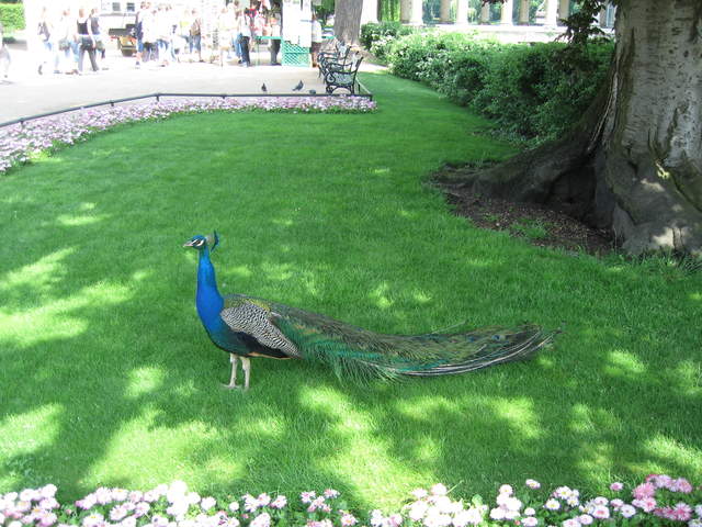 Peacock