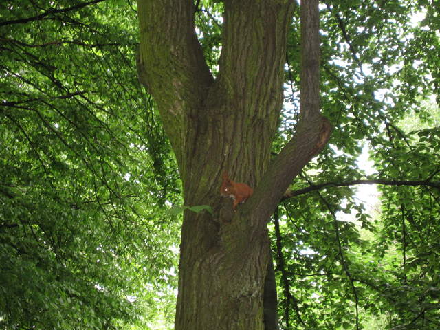 Red Squirrel