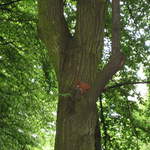 Red Squirrel