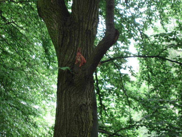 Red Squirrel