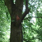 Red Squirrel