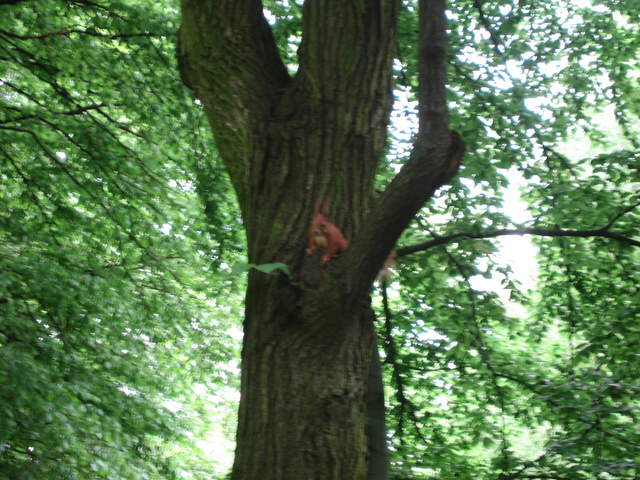 Red Squirrel