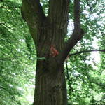 Red Squirrel
