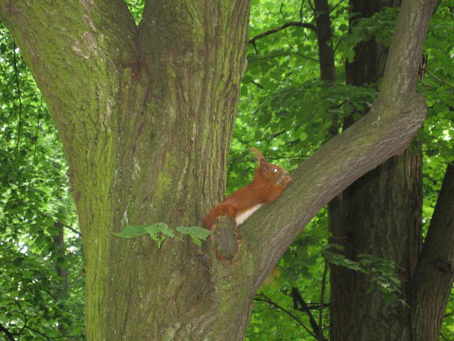 Red Squirrel