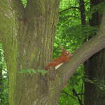 Red Squirrel