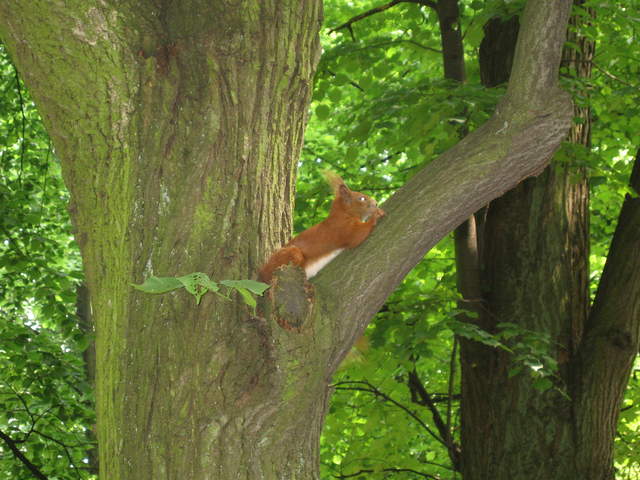 Red Squirrel