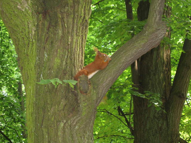 Red Squirrel
