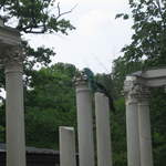 Peacock in the Ampitheatre
