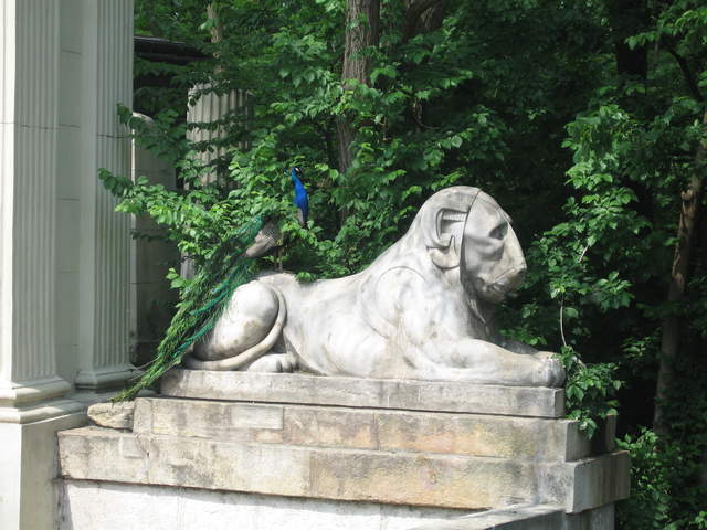 Peacock in the ampitheatre