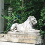 Peacock in the ampitheatre