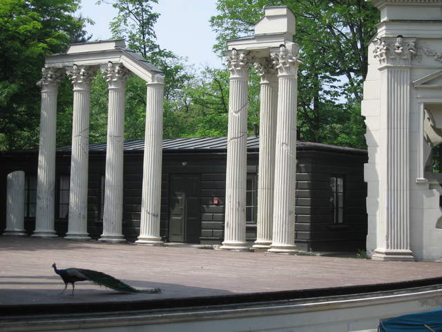 Peacock in the Ampitheatre