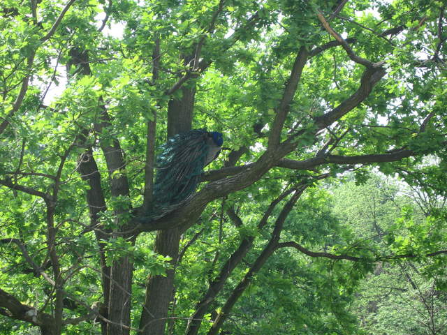 Peacock in the trees