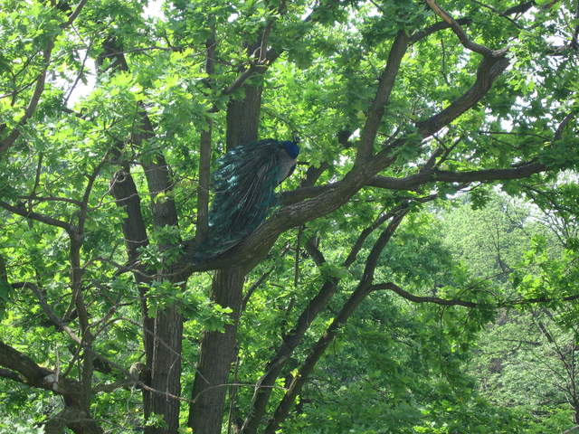 Peacock in the trees